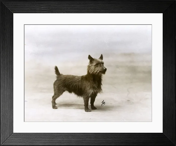 Framed Print : FALL / AUSTRALIAN TERRIER Framed Print : FALL / AUSTRALIAN TERRIER