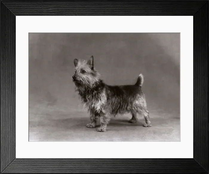 Framed Print : FALL / AUSTRALIAN TERRIER Framed Print : FALL / AUSTRALIAN TERRIER