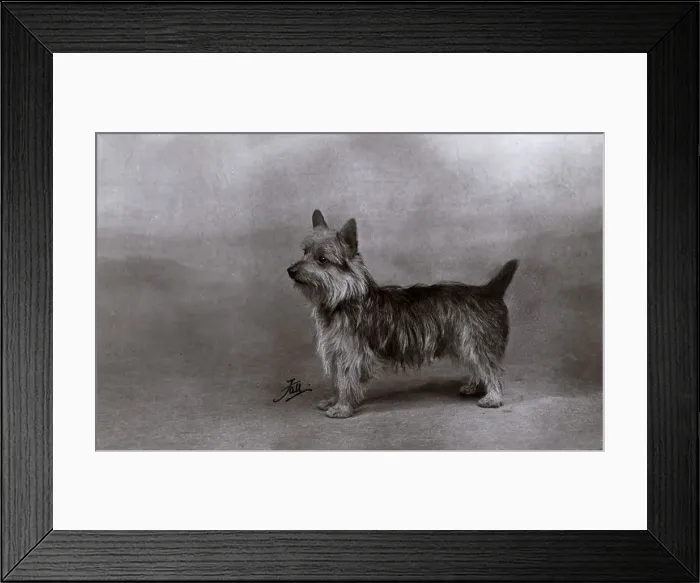 Framed Print : FALL / AUSTRALIAN TERRIER Framed Print : FALL / AUSTRALIAN TERRIER