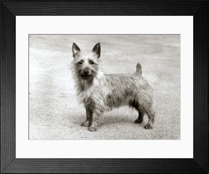Framed Print : FALL / AUSTRALIAN TERRIER Framed Print : FALL / AUSTRALIAN TERRIER