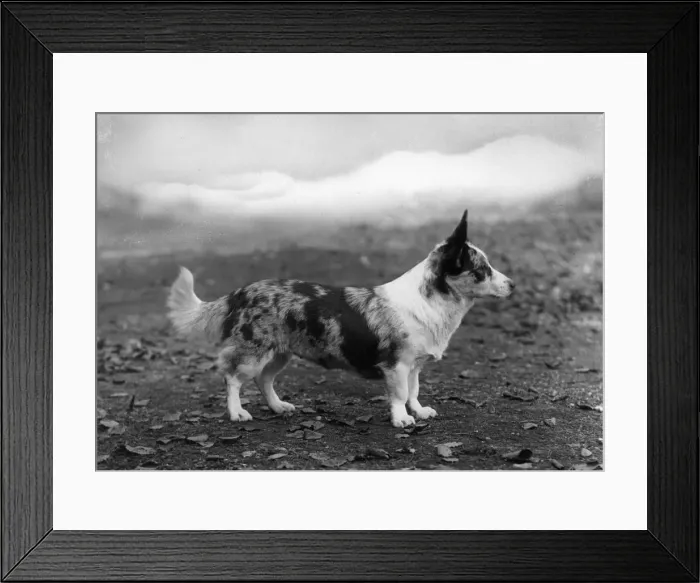 Framed Print : STANDING DOG Framed Print : STANDING DOG