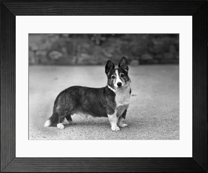 Framed Print : FALL / WELSH CORGI / 1948 Framed Print : FALL / WELSH CORGI / 1948
