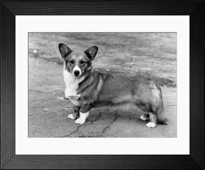 Framed Print : DOG STANDING Framed Print : DOG STANDING
