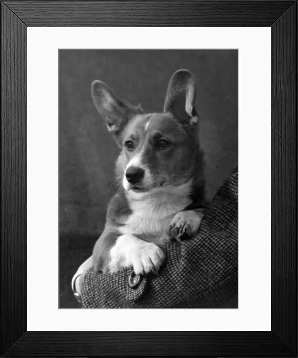 Framed Print : FALL / WELSH CORGI / 1949 Framed Print : FALL / WELSH CORGI / 1949