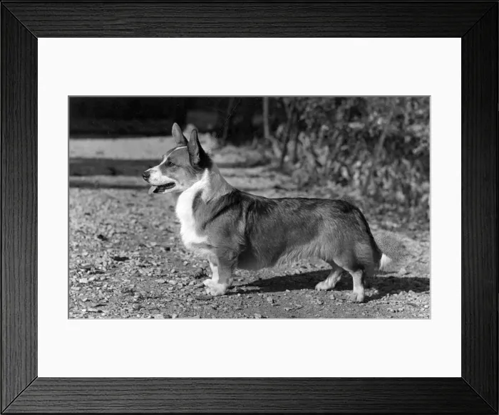 Framed Print : DOG STANDING Framed Print : DOG STANDING