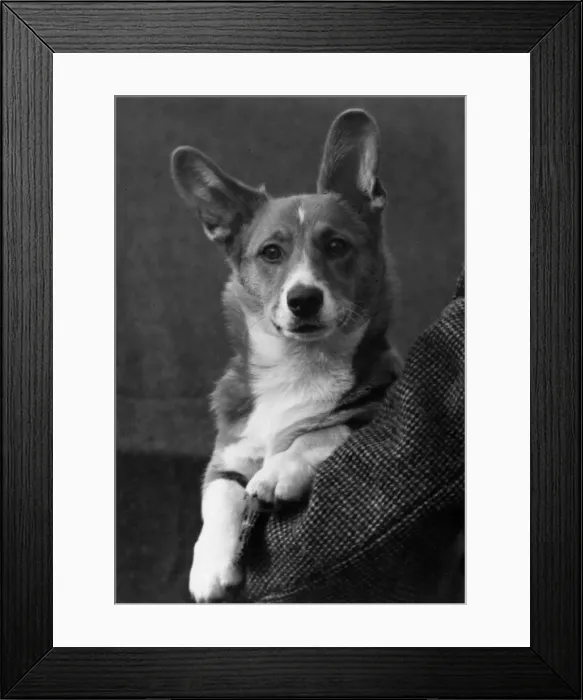 Framed Print : FALL / WELSH CORGI / 1949 Framed Print : FALL / WELSH CORGI / 1949
