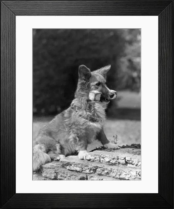 Framed Print : FALL  /  WELSH CORGI  /  1950
