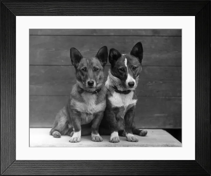 Framed Print : FALL / WELSH CORGI / 1938 Framed Print : FALL / WELSH CORGI / 1938