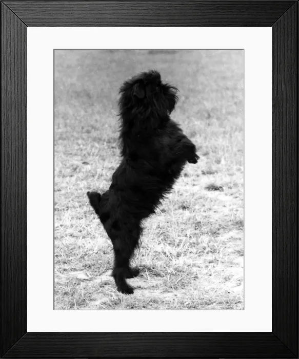 Framed Print : FALL / GRIFFON / HIND LEGS Framed Print : FALL / GRIFFON / HIND LEGS