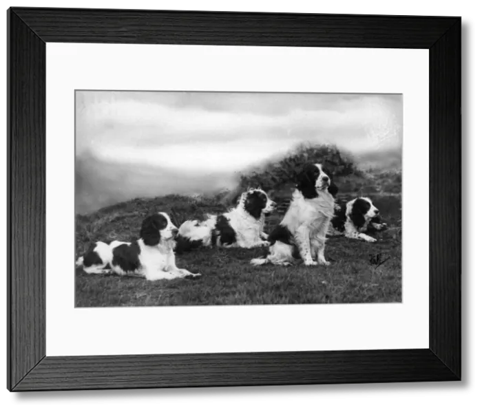 Framed Print : FALL / FIELD SPANIEL / 1932 Framed Print : FALL / FIELD SPANIEL / 1932