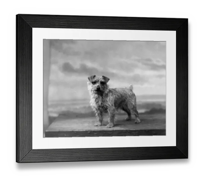 Framed Print : FALL / NORFOLK TERRIER / 34 Framed Print : FALL / NORFOLK TERRIER / 34