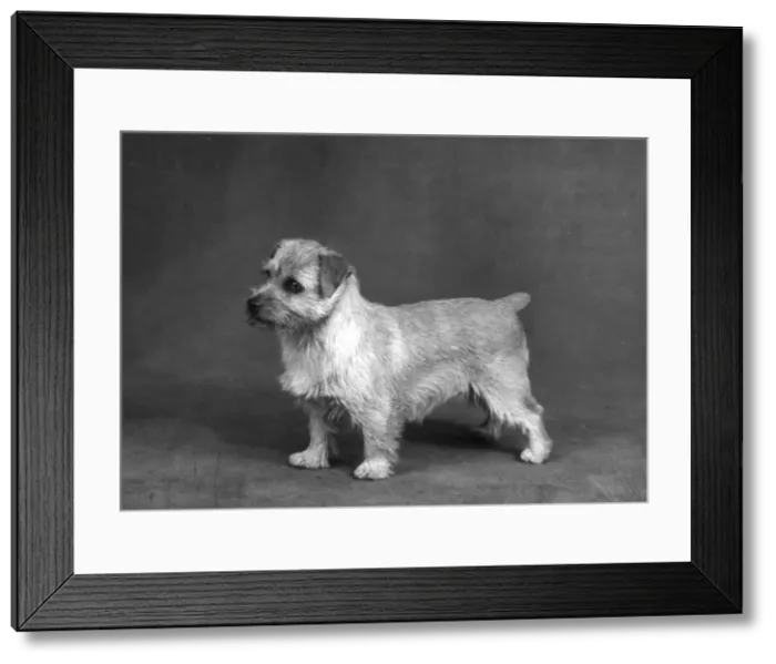 Framed Print : FALL / NORFOLK TERRIER / 61 Framed Print : FALL / NORFOLK TERRIER / 61