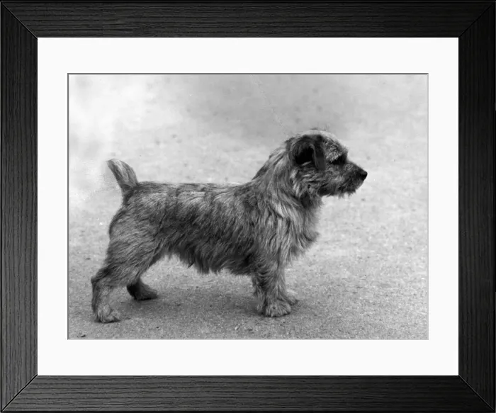 Framed Print : FALL / NORFOLK TERRIER / 63 Framed Print : FALL / NORFOLK TERRIER / 63