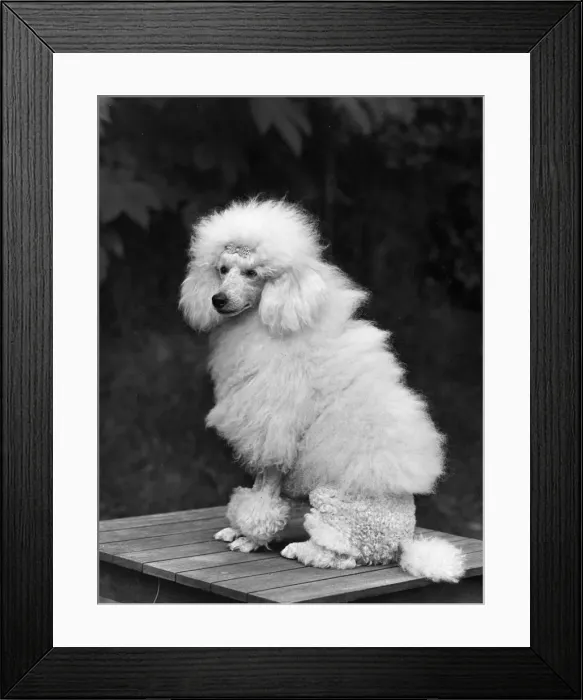 Framed Print : FALL / MINI POODLE / FIRCOT Framed Print : FALL / MINI POODLE / FIRCOT