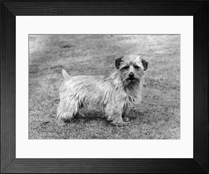 Framed Print : FALL / NORFOLK TERRIER / 72 Framed Print : FALL / NORFOLK TERRIER / 72