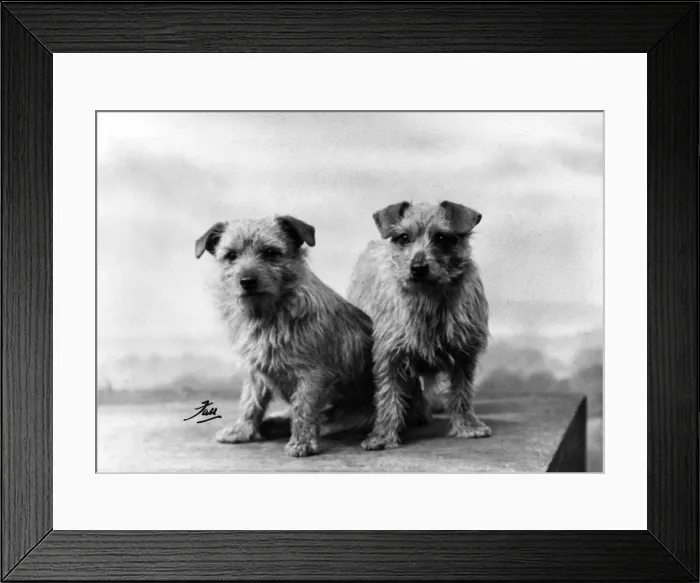 Framed Print : FALL / NORFOLK TERRIER / 34 Framed Print : FALL / NORFOLK TERRIER / 34