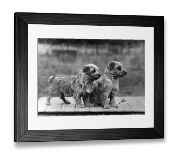 Framed Print : FALL / NORFOLK TERRIER / 49 Framed Print : FALL / NORFOLK TERRIER / 49