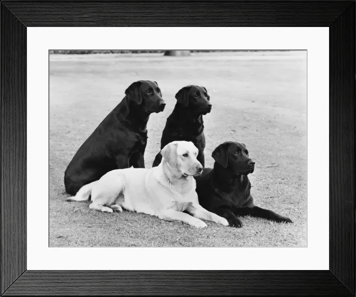 Framed Print : FALL / LABRADOR / MIX GROUP Framed Print : FALL / LABRADOR / MIX GROUP