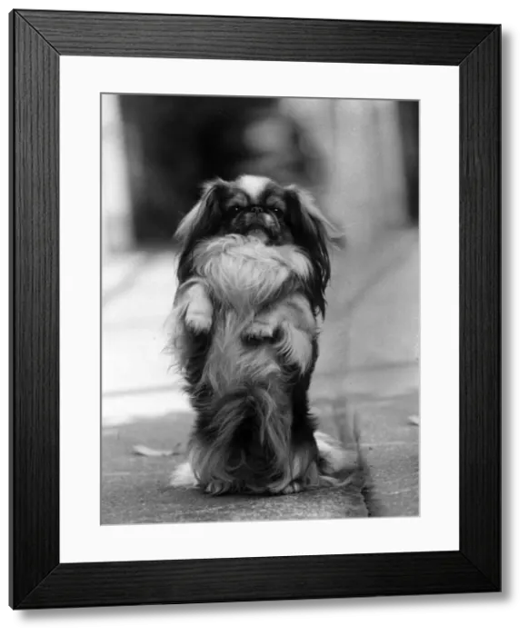 Framed Print : FALL  /  PEKINGESE  /  BEGGING