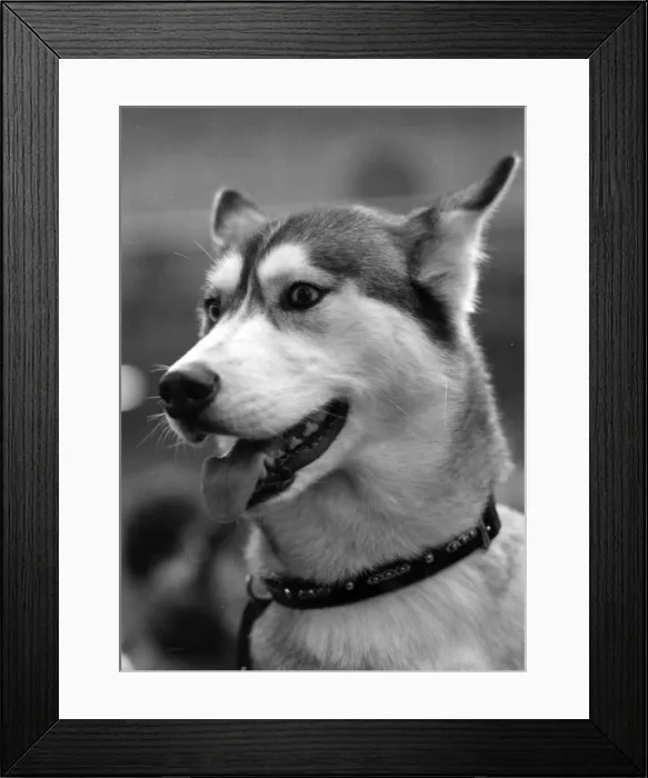 Framed Print : SIBERIAN HUSKY 1974 Framed Print : SIBERIAN HUSKY 1974
