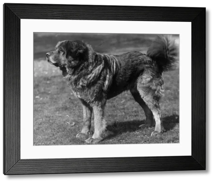 Framed Print : FALL / TIBETAN MASTIFF / 34 Framed Print : FALL / TIBETAN MASTIFF / 34