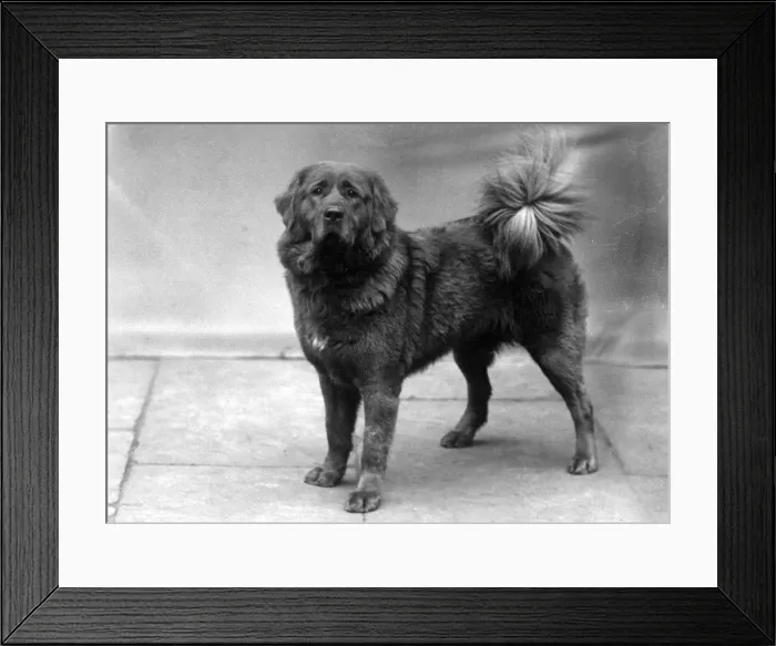 Framed Print : FALL / TIBETAN MASTIFF / 35 Framed Print : FALL / TIBETAN MASTIFF / 35
