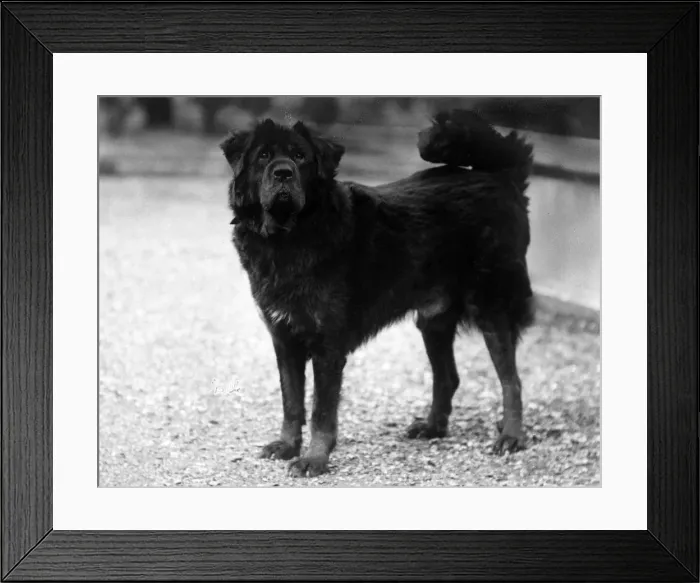 Framed Print : FALL / TIBETAN MASTIFF / 37 Framed Print : FALL / TIBETAN MASTIFF / 37