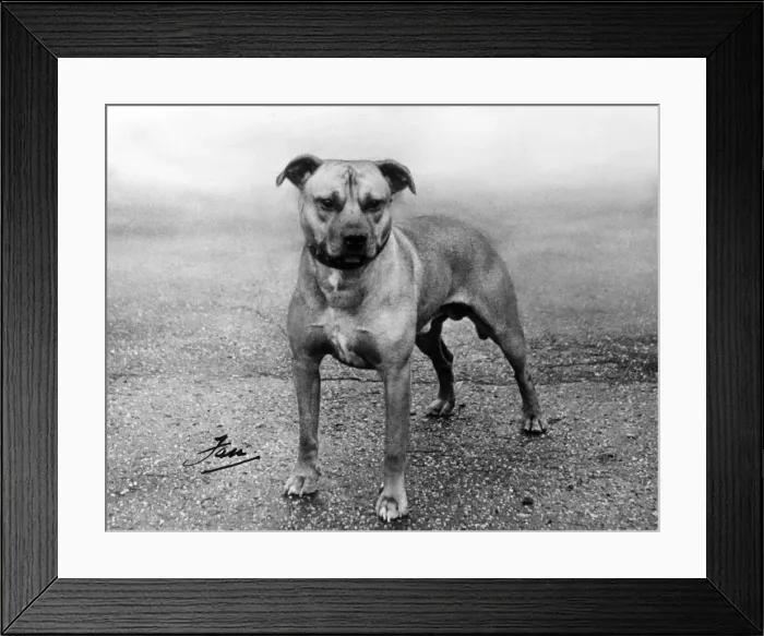 Framed Print : FALL / STAFF. BULL TERRIER Framed Print : FALL / STAFF. BULL TERRIER