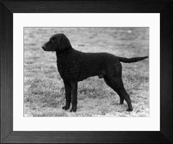 Framed Print : FALL / STAFF. BULL TERRIER Framed Print : FALL / STAFF. BULL TERRIER