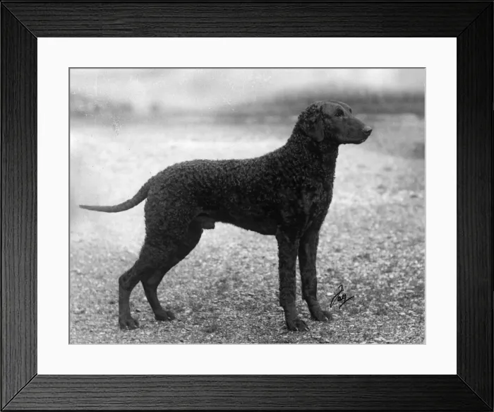 Framed Print : FALL / STAFF. BULL TERRIER Framed Print : FALL / STAFF. BULL TERRIER