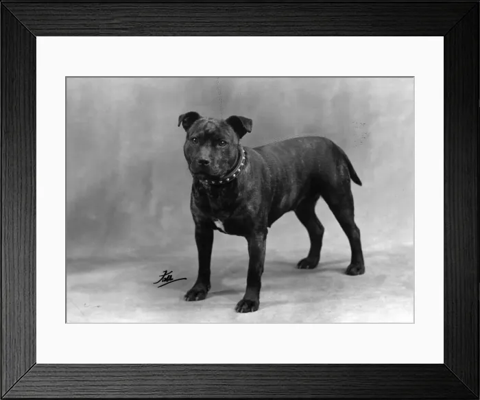 Framed Print : FALL / STAFF. BULL TERRIER Framed Print : FALL / STAFF. BULL TERRIER