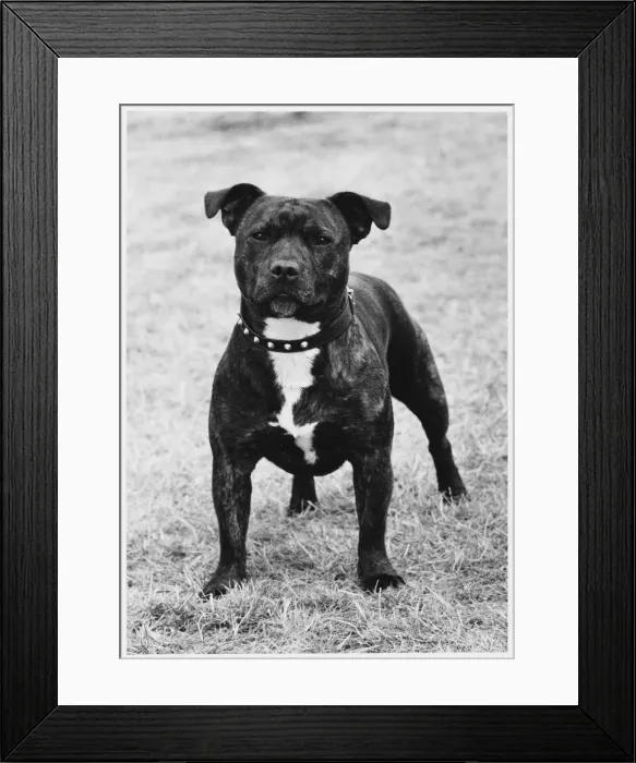 Framed Print : FALL / STAFF. BULL TERRIER Framed Print : FALL / STAFF. BULL TERRIER