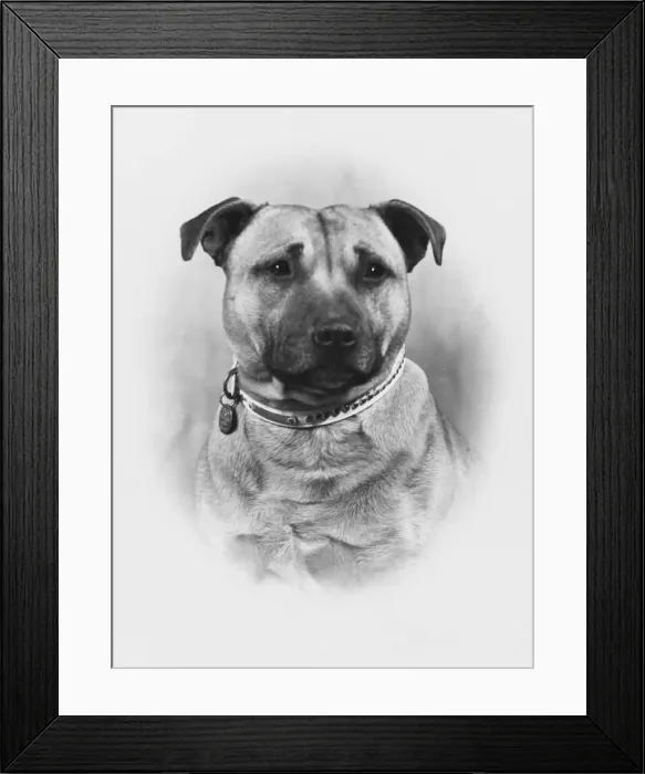 Framed Print : FALL / STAFF. BULL TERRIER Framed Print : FALL / STAFF. BULL TERRIER