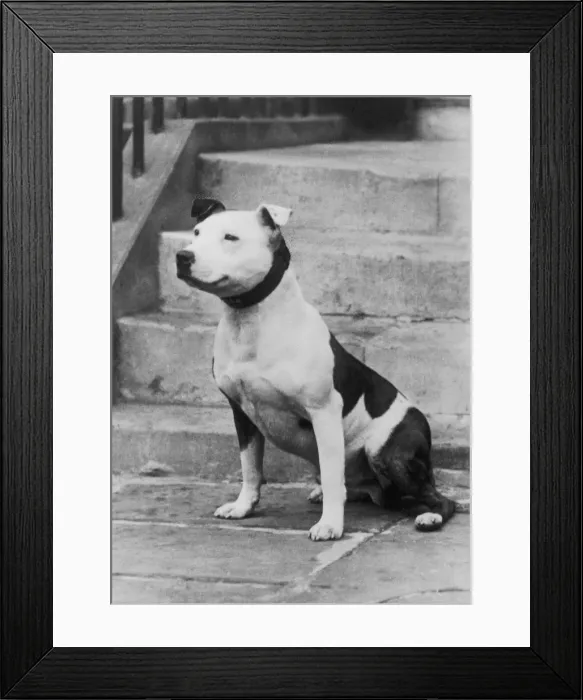Framed Print : FALL / STAFF. BULL TERRIER Framed Print : FALL / STAFF. BULL TERRIER