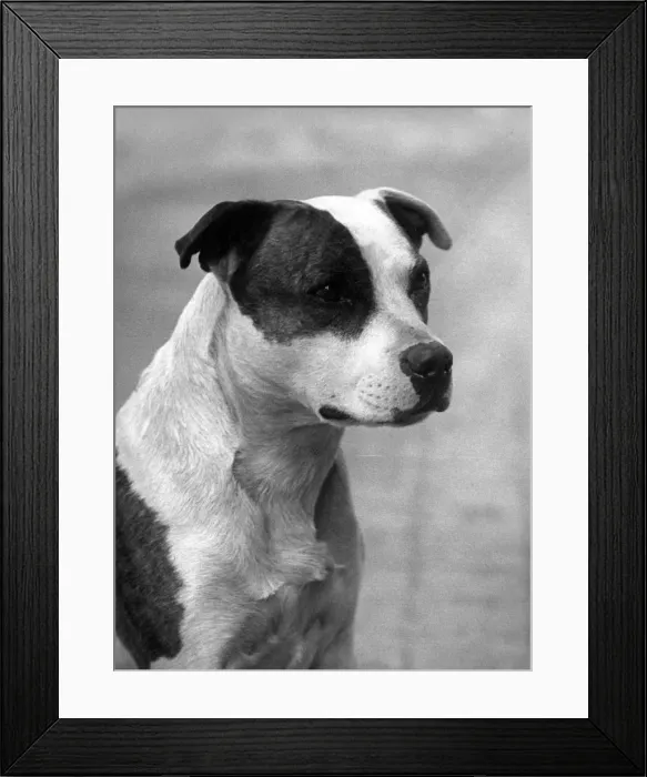 Framed Print : FALL / STAFF. BULL TERRIER Framed Print : FALL / STAFF. BULL TERRIER