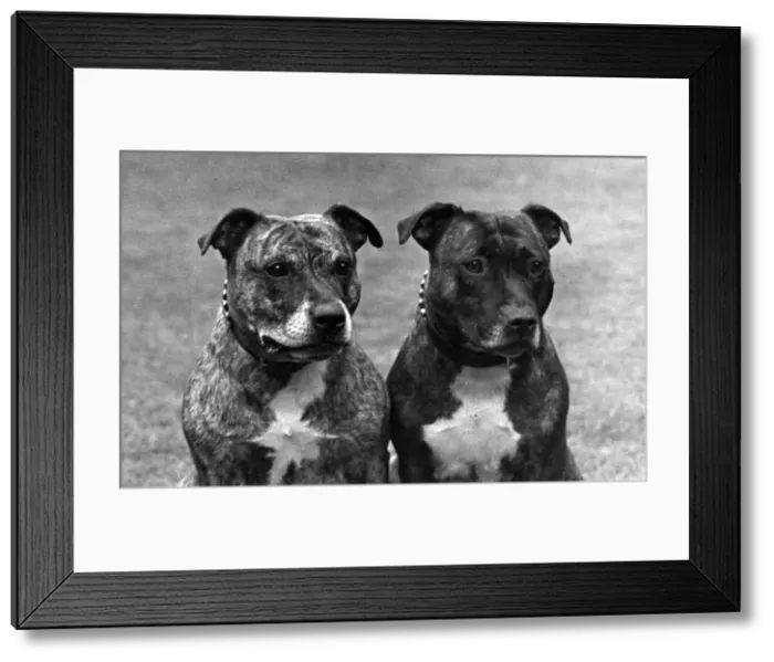 Framed Print : FALL / STAFF. BULL TERRIER Framed Print : FALL / STAFF. BULL TERRIER