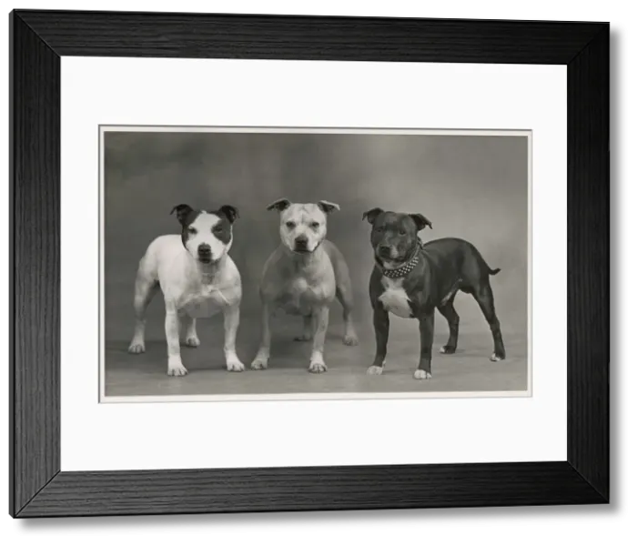 Framed Print : FALL / STAFF. BULL TERRIER Framed Print : FALL / STAFF. BULL TERRIER