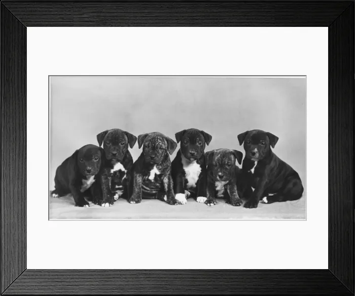 Framed Print : FALL / STAFF. BULL TERRIER Framed Print : FALL / STAFF. BULL TERRIER