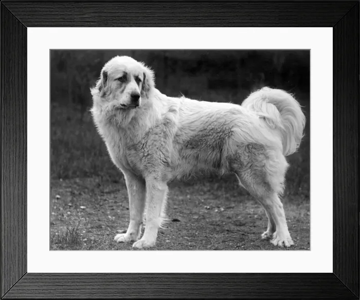 Framed Print : FALL / PYRENEAN DOG / 1939 Framed Print : FALL / PYRENEAN DOG / 1939