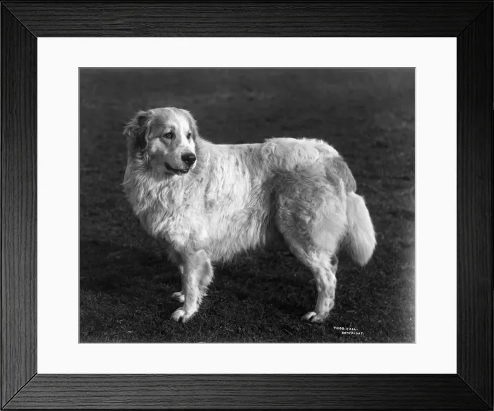 Framed Print : FALL / PYRENEAN DOG / 1911 Framed Print : FALL / PYRENEAN DOG / 1911