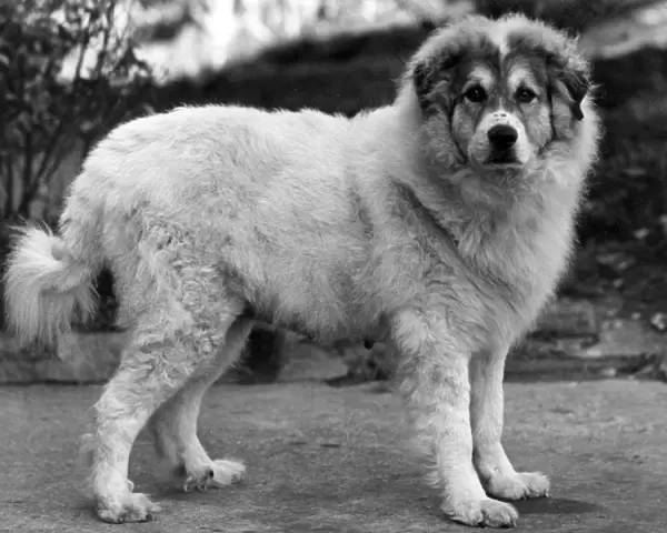 FALL  /  PYRENEAN DOG  /  1947
