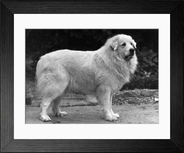 Framed Print : FALL / PYRENEAN DOG / 1950 Framed Print : FALL / PYRENEAN DOG / 1950