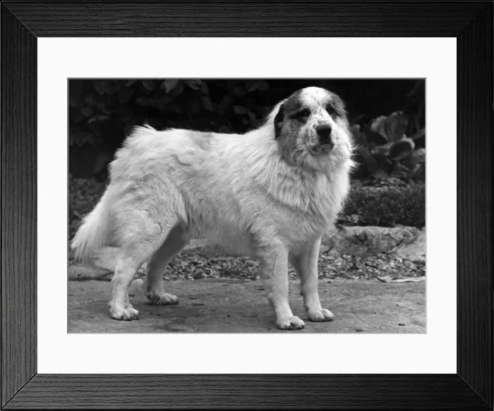 Framed Print : FALL / PYRENEAN DOG / 1950 Framed Print : FALL / PYRENEAN DOG / 1950