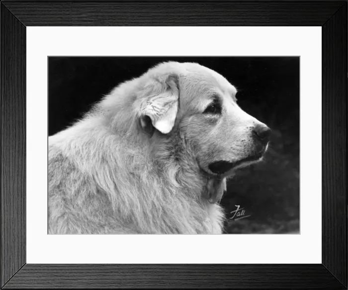 Framed Print : FALL / PYRENEAN DOG / 1950 Framed Print : FALL / PYRENEAN DOG / 1950