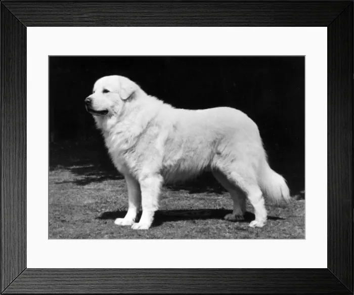 Framed Print : FALL / PYRENEAN DOG / 1977 Framed Print : FALL / PYRENEAN DOG / 1977