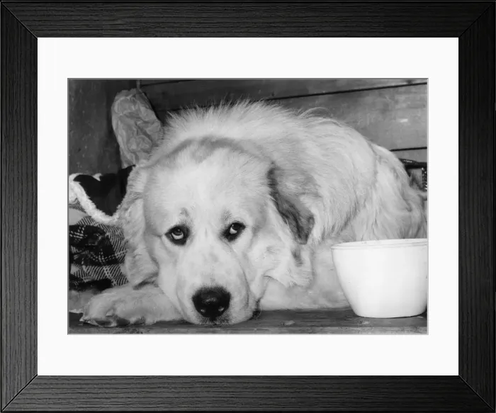 Framed Print : FALL / PYRENEAN DOG / 1973 Framed Print : FALL / PYRENEAN DOG / 1973