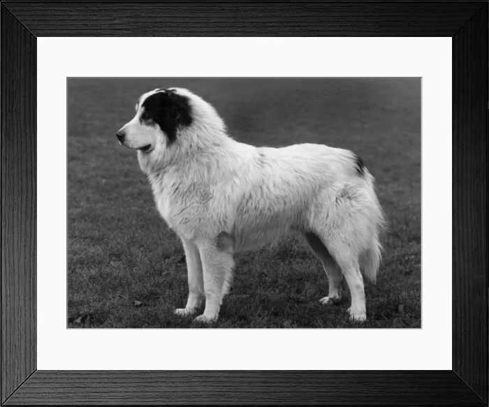 Framed Print : FALL / PYRENEAN DOG / 1960 Framed Print : FALL / PYRENEAN DOG / 1960