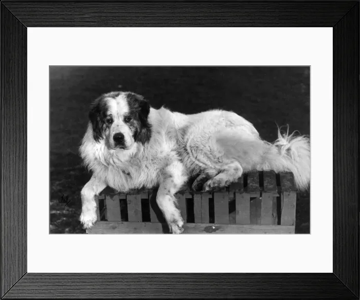 Framed Print : FALL / PYRENEAN DOG / 1911 Framed Print : FALL / PYRENEAN DOG / 1911