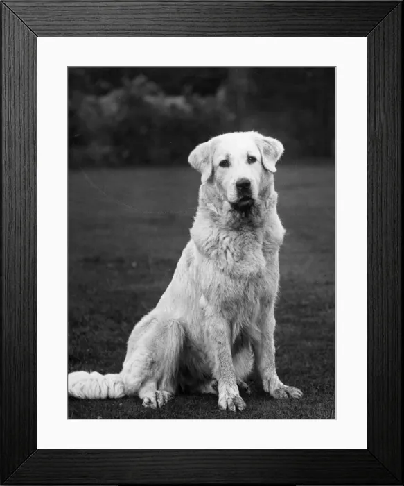 Framed Print : FALL / PYRENEAN DOG / 1936 Framed Print : FALL / PYRENEAN DOG / 1936