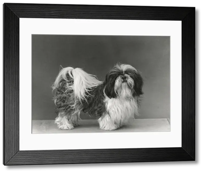 Framed Print : FALL / SHIH TZU / 1954 Framed Print : FALL / SHIH TZU / 1954